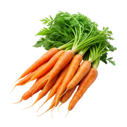 Bild_Produkt_Karotten