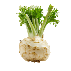 Bild_Produkt_Knollensellerie